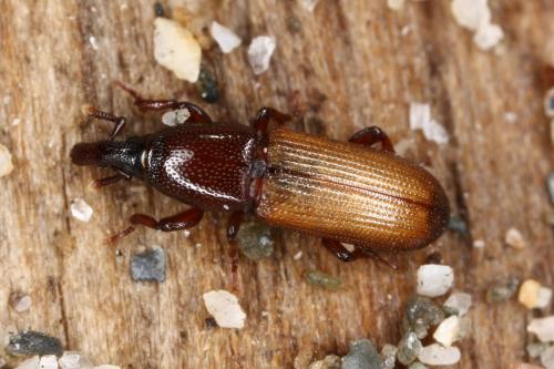 Mesites pallidipennis
